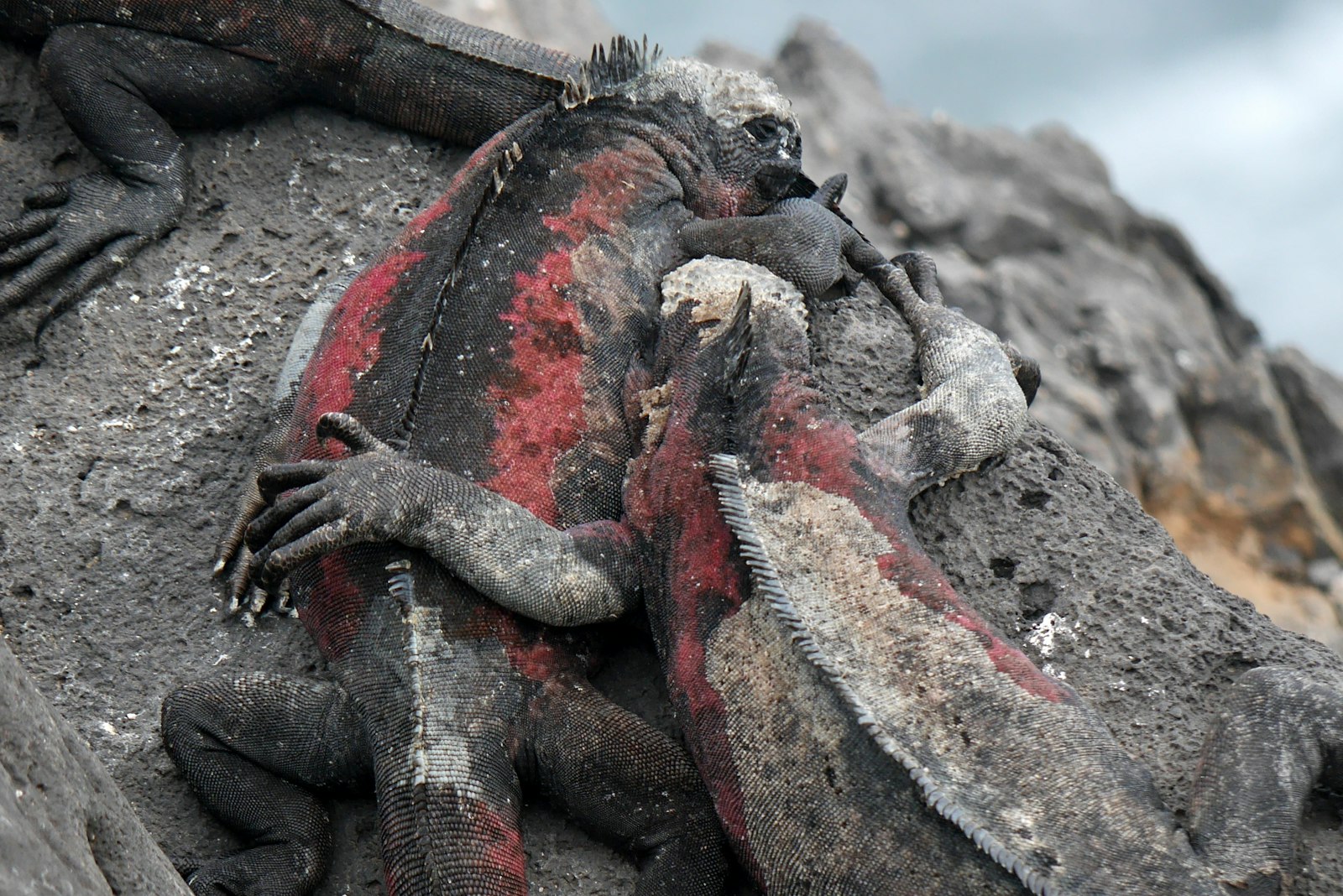 Galapagos
